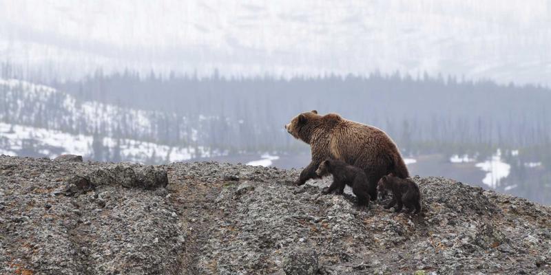 数字营销新引擎：PAIMP如何通过配方管理与安全合规驱动食品饮料行业在线业务增长