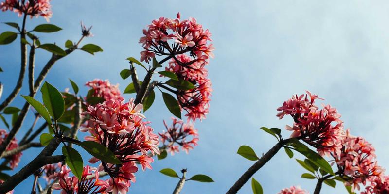 赋能数字营销：基于PAIMP的定制化产品配置与订单管理一体化电商解决方案